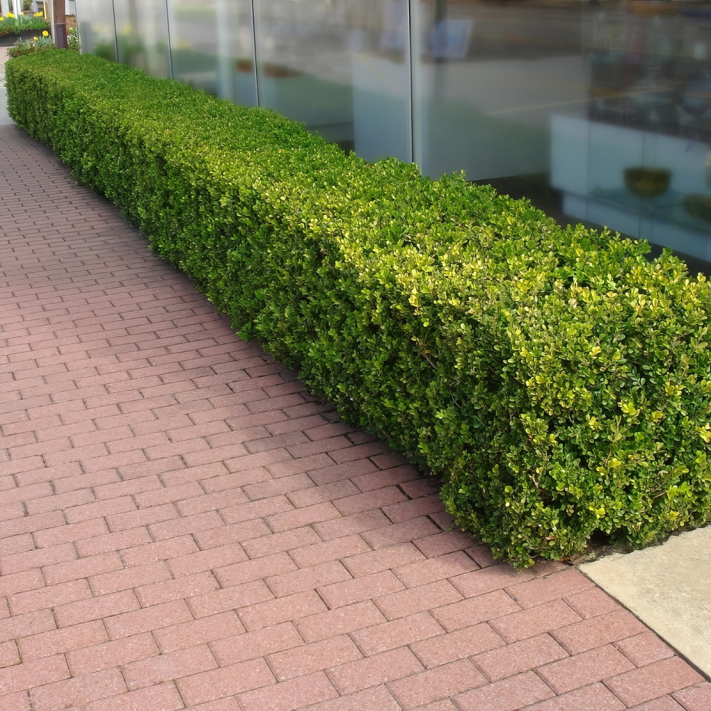 National Plant Network 4 in. Wintergreen Boxwood (16-Pack)