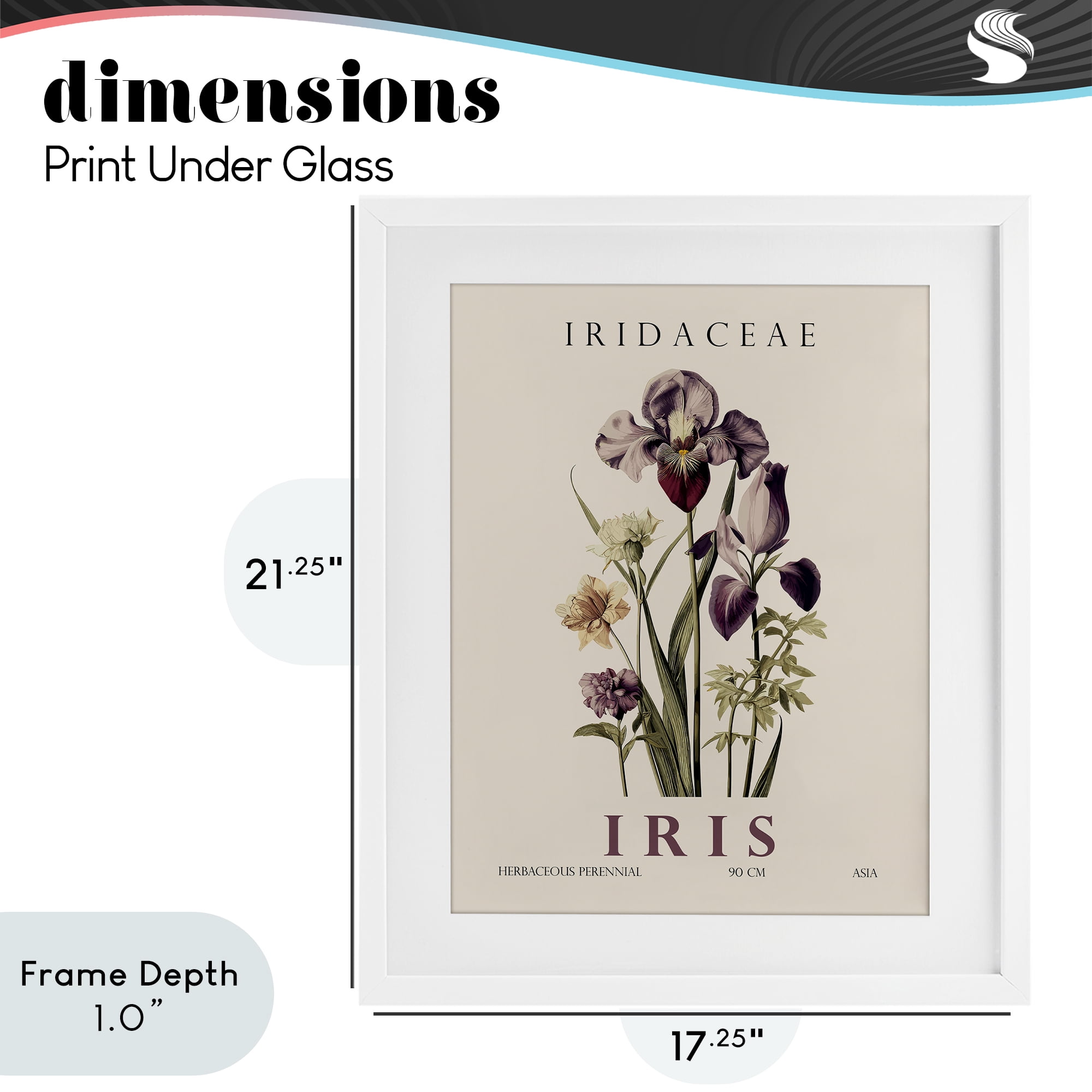 Stupell Industries Natural Iris Bundle White Framed Print Under Glass, design by Christopher Giampietro