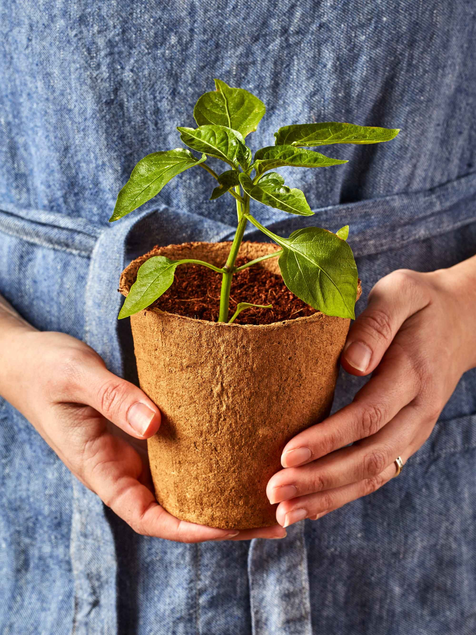Burpee Eco-Friendly 3" Round Fiber Pots for Seed Starting - 18 Fiber Pots per Package