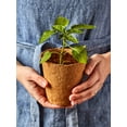 thumbnail image 4 of Burpee Eco-Friendly 3" Round Fiber Pots for Seed Starting - 18 Fiber Pots per Package, 4 of 5