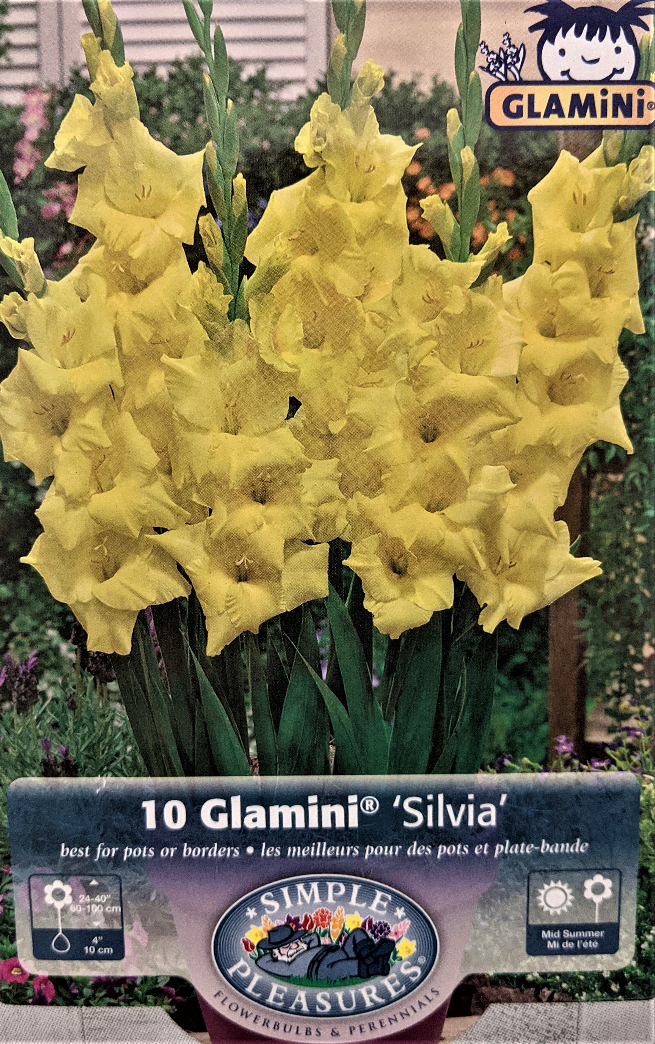 Silvia Glamini Gladiolus 10 Bulbs NEW! Petite 10/12 cm Walmart