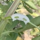 thumbnail image 1 of Doblador de plantas de 100 piezas, doblador de ramas de tomate, clips para doblar, entrenador de plantas para entrenamiento de bajo estrés LingWen 9024715773814, 1 of 1