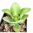 thumbnail image 6 of Kalanchoe Daigremontiana 'Mother of Thousands' Succulent Live Plant 2 Inch for Indoor Outdoor Home Office Garden Decor, 6 of 6