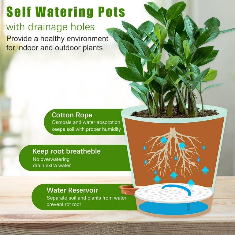 green sage plant White Sage main image 0