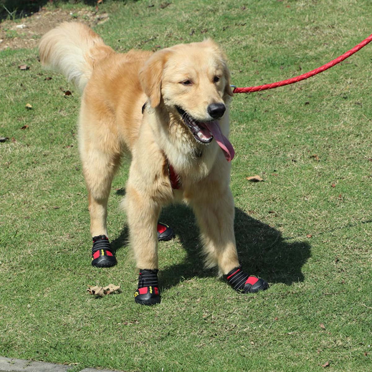 large dog boots