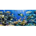 thumbnail image 2 of Coral Colony and Coral Wall Decal by Wallmonkeys Peel and Stick Graphic (24 in W x 11 in H) WM324341, 2 of 4