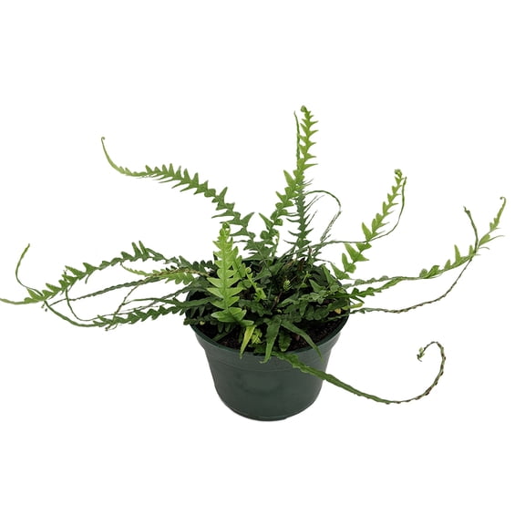Rare Dragon Tail Fern - Asplenium ebenoides - 4" Pot - Grow Indoors/Out