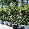 thumbnail image 4 of Brighter Blooms - Star Jasmine, 3 gal - No Shipping to AK, AZ, HI, OR, 4 of 7