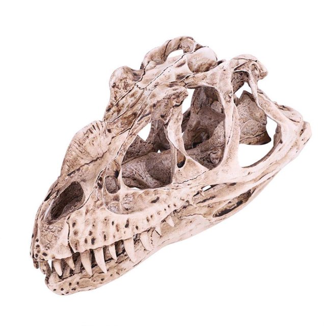 Cateissary Retro cráneo dinosaurio cabeza de resina modelo Ceratosaurus réplica esqueleto figurita colección ampliamente utilizado espécimen enseñanza Decoración Cateissary HA011472-00B