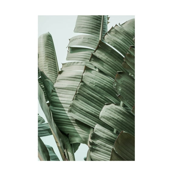 Trademark Fine Art Shot by Clint Garden Gangsta Canvas Wall Art