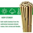 thumbnail image 3 of Natural Bamboo Stakes 4 Feet, Eco-Friendly Garden Stakes, Plant Stakes Supports Climbing for Tomatoes, Trees, Beans, 25 Pack, 3 of 7