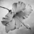 thumbnail image 2 of Poinski, Dianne 26x26 White Modern Wood Framed Museum Art Print Titled - Black and White Hibiscus 2, 2 of 4