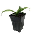 thumbnail image 2 of Rare Japanese Sacred Lily - Rohdea japonica -Indoors/Out- Shade Lover - 2.5" Pot, 2 of 4