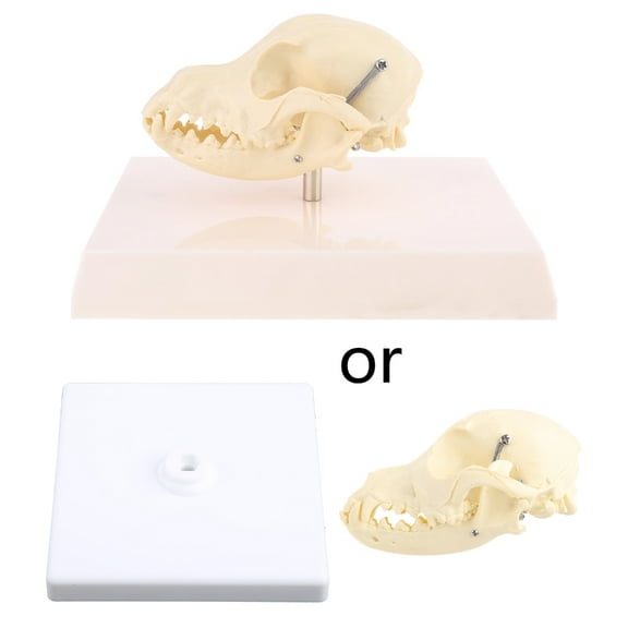 Canine DogSku11Model Anatomy Skeleton Veterinary Specimen Teaching Display EducationHa110weenGift