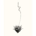 thumbnail image 3 of Vision Studio 15x18 Black Modern Framed Museum Art Print Titled - Graphic Succulents VI, 3 of 5
