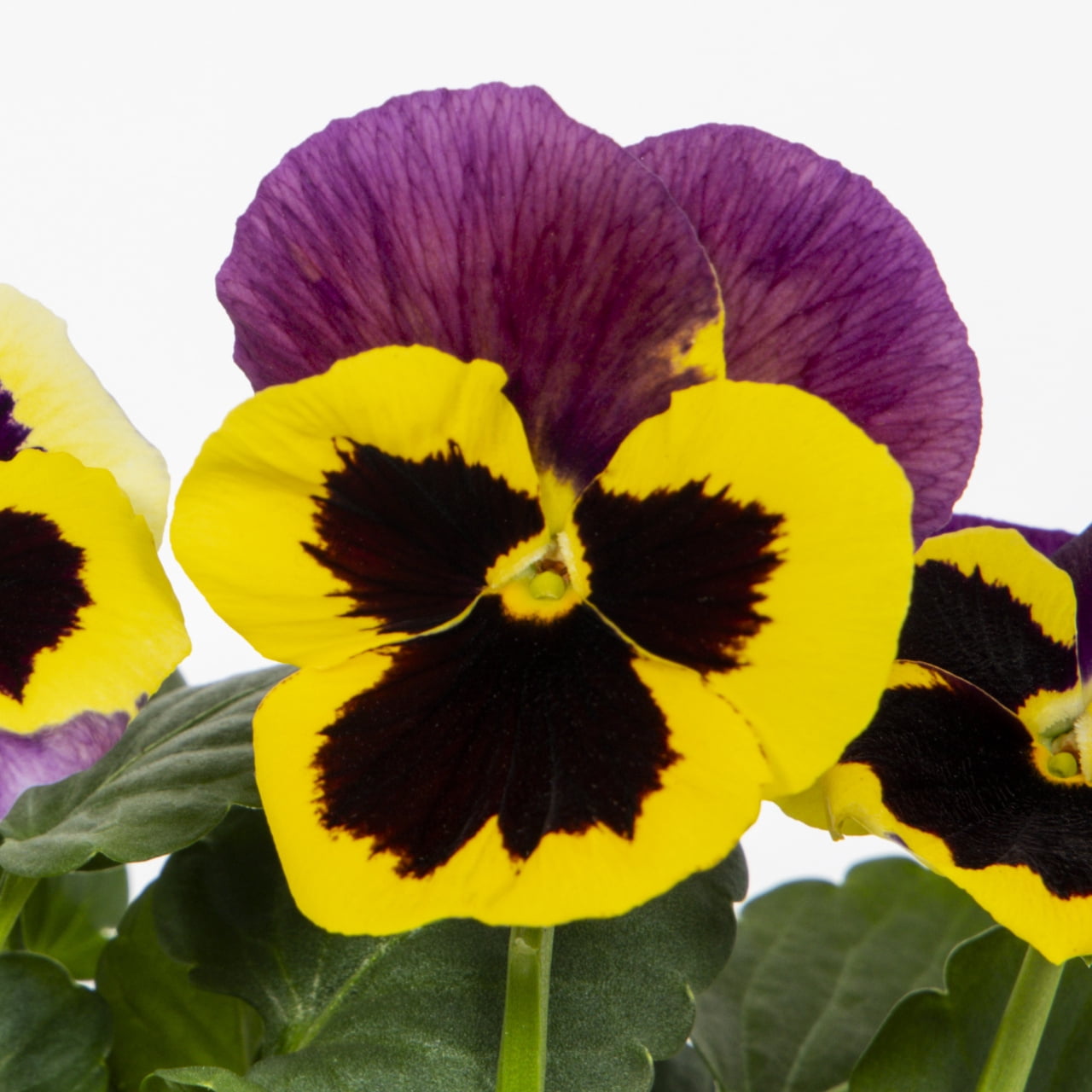 Expert Gardener 2.5QT Multicolor Pansy Live Plants with Grower Pot