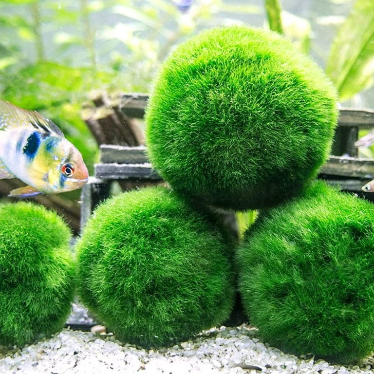 4pcs Aquarium Moss Balls,Live Aquarium Plants Green Moss Decorative Ball for Fish Tank Ornaments Freshwater Terrarium Moss Decoration, Size: About 4cm