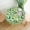 Cactus Flowers-a28, variant on Watercolor Cactus Tablecloth, Tropical Plant Cacti Table Cloth for Party Decoration, Round 60 Inch, Cactus Plants Tablecloths for Dinner Kitchen Party Picnic