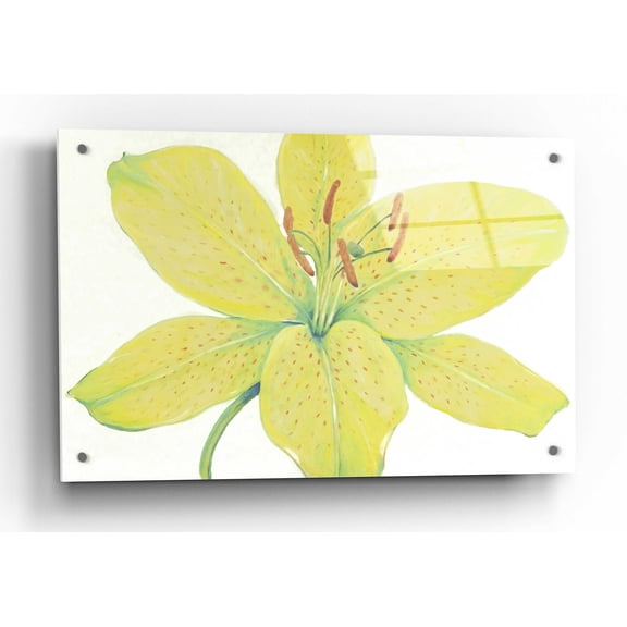 Epic Art 'Citron Tiger Lily I' by Tim O'Toole, Acrylic Glass Wall Art, 36"x24"