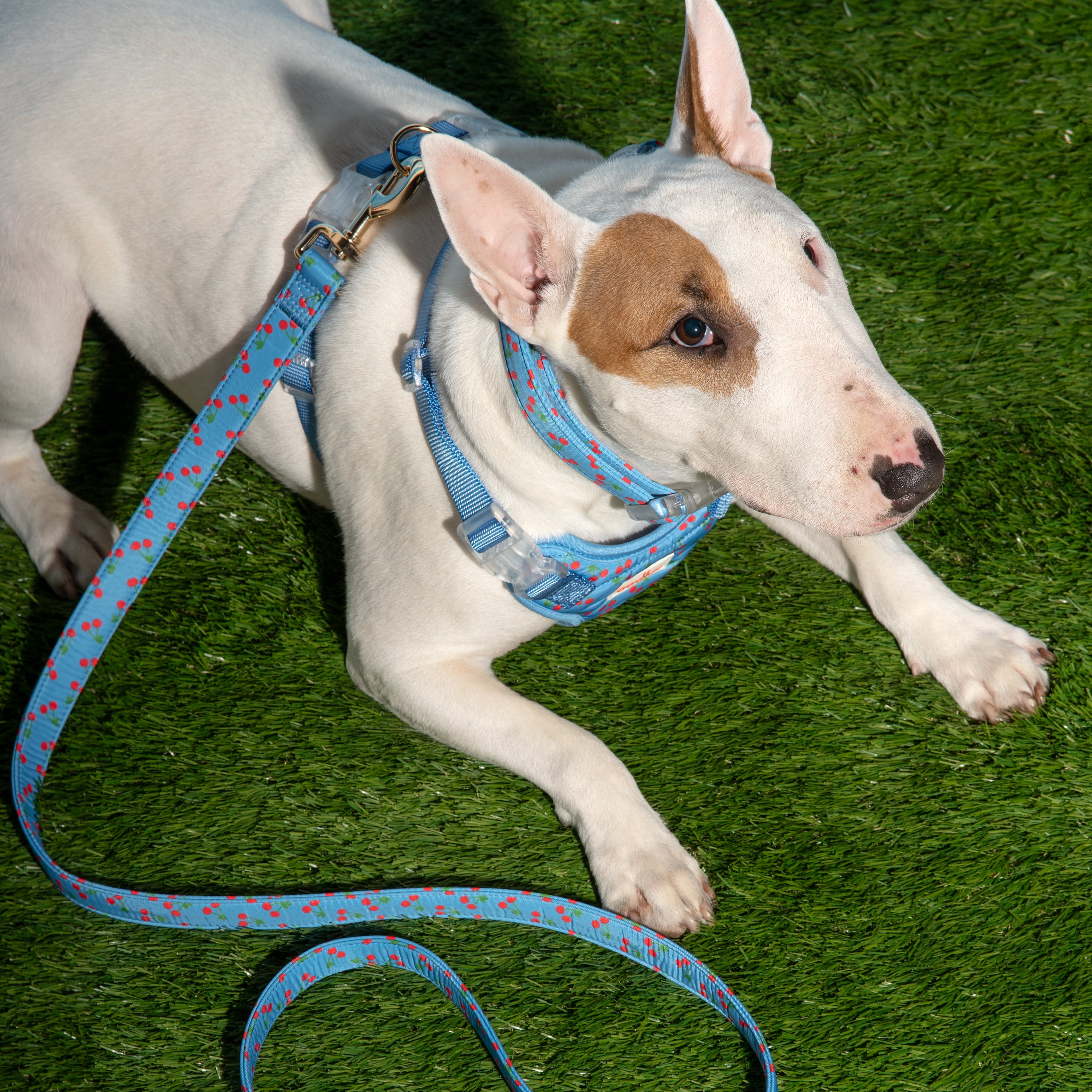 Oodles Blue Tart Cherries Adjustable Fashion Dog Collar, Medium