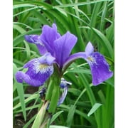 Gerald Darby Compact Iris - 3 root divisions