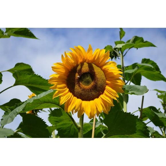 Giant Sunflower Plants