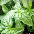 thumbnail image 2 of Organic Basil Herb Garden Seeds - Italian Large Leaf - 1 Gram Packet: Approx 600 Seeds - Non-GMO Culinary Herb Gardening, Microgreens, 2 of 4