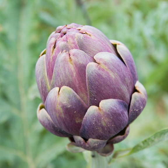 Artichoke Seeds - Purple Romagna - 1 g Packet ~7 Seeds - Cynara scolymus - Farm & Garden Vegetable Seeds - Non-GMO, Heirloom, Open Pollinated, Perennial