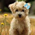 thumbnail image 5 of 20pcs Dog S Bow H Ettes Yorkie Clips Flower Dog H Clips, 5 of 5