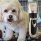 thumbnail image 4 of Cortacabelleros de perro profesion de resistencia quatre en un con pequeña recortadora silencioso recargable eléctrico de corte de cabellero para Salvador Cortadora de pelo eléctrica para animales, 4 of 10