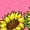 Hot Pink, variant on Inktastic Group of Beautiful Wildflowers Boys or Girls Baby T-Shirt