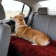 thumbnail image 4 of Manta Suave de Fibra Larga para Mascotas (Perros y Gatos): Ropa de Cama Transpirable, Peluda y Acogedora para Usar En La Perrera, El Sofá o El Coche. Alfombrilla de Descanso de Tela Sintética para La, 4 of 6