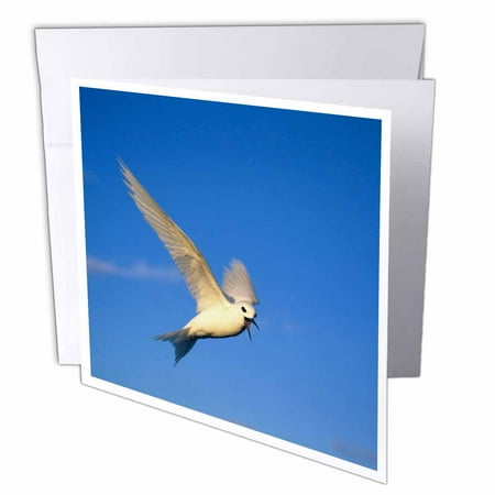 3dRose Common Fairy Tern, bird, Ascension Island - NA02 KSC0007 - Kevin Schafer, Greeting Cards, 6 x 6 inches, set of 12