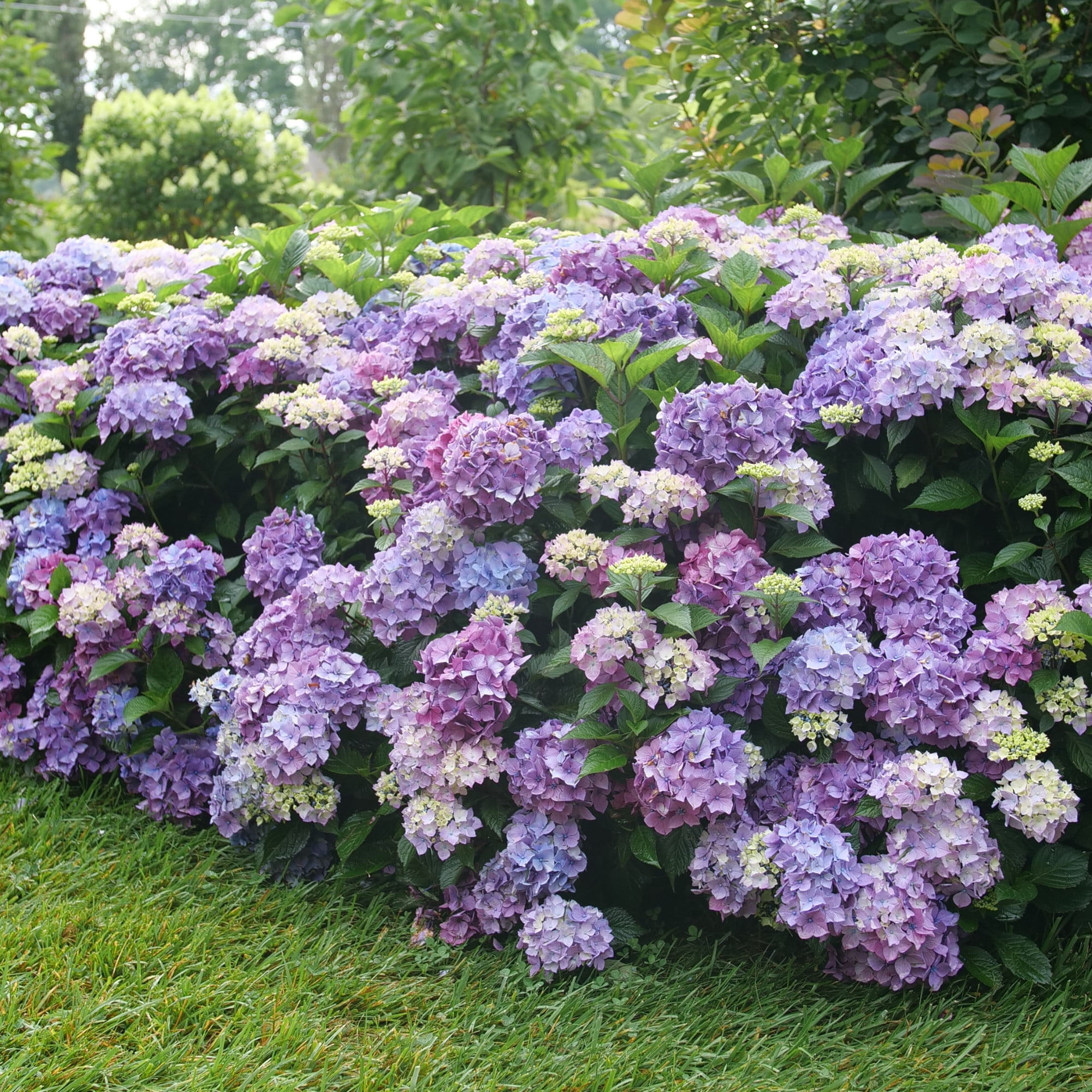 Proven Winners ColorChoice 6" Multicolor Let's Dance Lovable Bigleaf Hydrangea Live Plant in 7.5" Pot