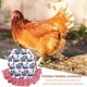 thumbnail image 5 of Wdftyju Delantal de sillín ajustable para aves de corral, vestido, patrón de gallo, Protector de alas traseras de gallina Wdftyju 5sk0he1zz1up2wn4D04, 5 of 8