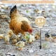 thumbnail image 4 of pstuiky 2 Comederos para pollos con juguete y resorte. Comedero lento que combate el aburrimiento y mantiene a las gallinas de buen humor. 40 cm., 4 of 6