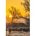 thumbnail image 2 of Jaynes Gallery 13x18 Gold Ornate Wood Framed with Double Matting Museum Art Print Titled - USA-New Mexico-Bernardo Wildlife Management Area-Sandhill cranes in icy water on foggy sunrise, 2 of 4