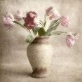 thumbnail image 2 of Poinski, Dianne 26x26 Black Ornate Wood Framed with Double Matting Museum Art Print Titled - Parrot Tulips, 2 of 4