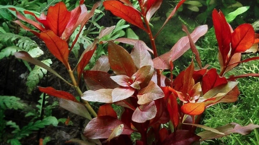 Ludwigia Repens Red – Live Freshwater Aquarium Plant Bunch for Fish Tanks