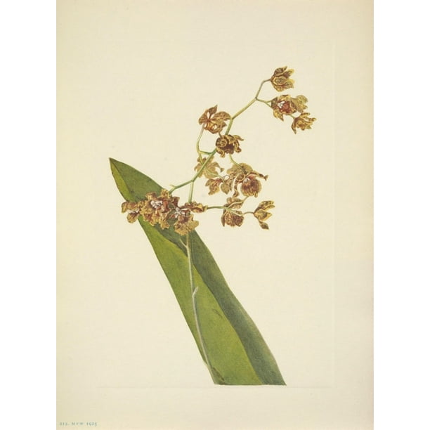 N American Wild Flowers 1925 Spotted Cyrtopodium Poster Print By Mary V Walcott 24 X 36 Walmart Com Walmart Com