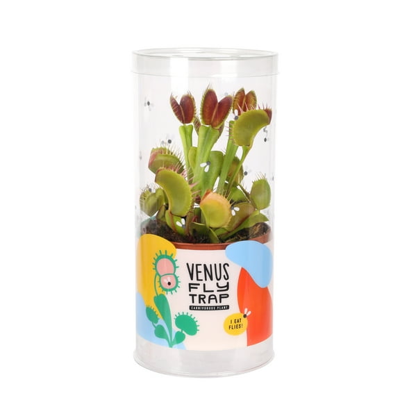 Live Venus Fly Trap in 3" Grower Pot in Decorative Tube