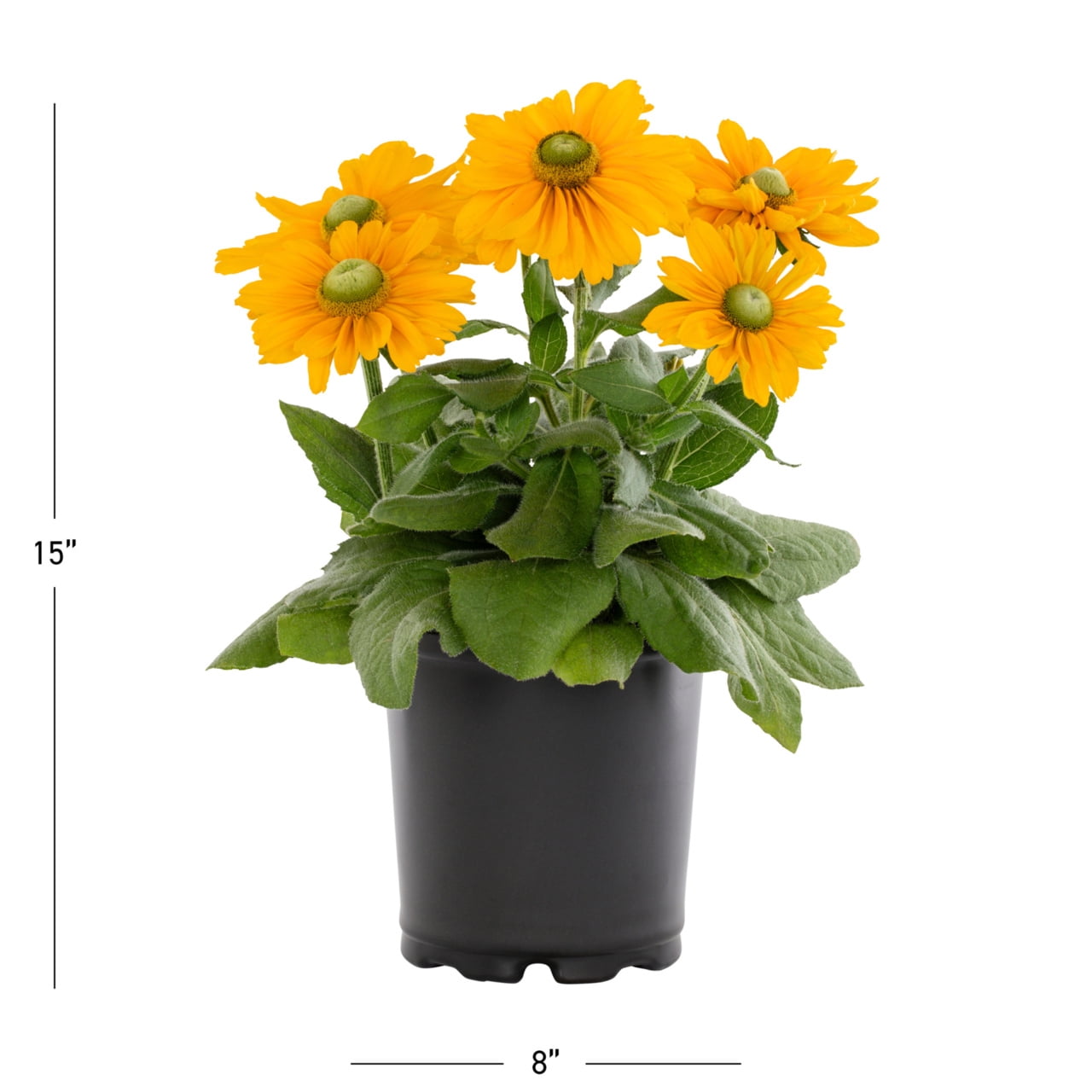 Expert Gardener Yellow Rudbeckia Live Perennial Plant, 2QT Grower Pot, Full Sun, 3-Pack