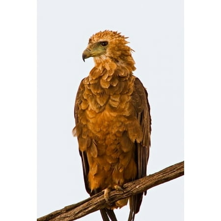 Tawny Eagle - Tawny Eagle on branch above the Maasai Mara Kenya Stretched Canvas - Joe Restuccia III DanitaDelimont (11 x 17)