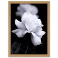 thumbnail image 1 of Nature Black White Rose Petal Flower A4 Artwork Framed Wall Art Print, 1 of 4