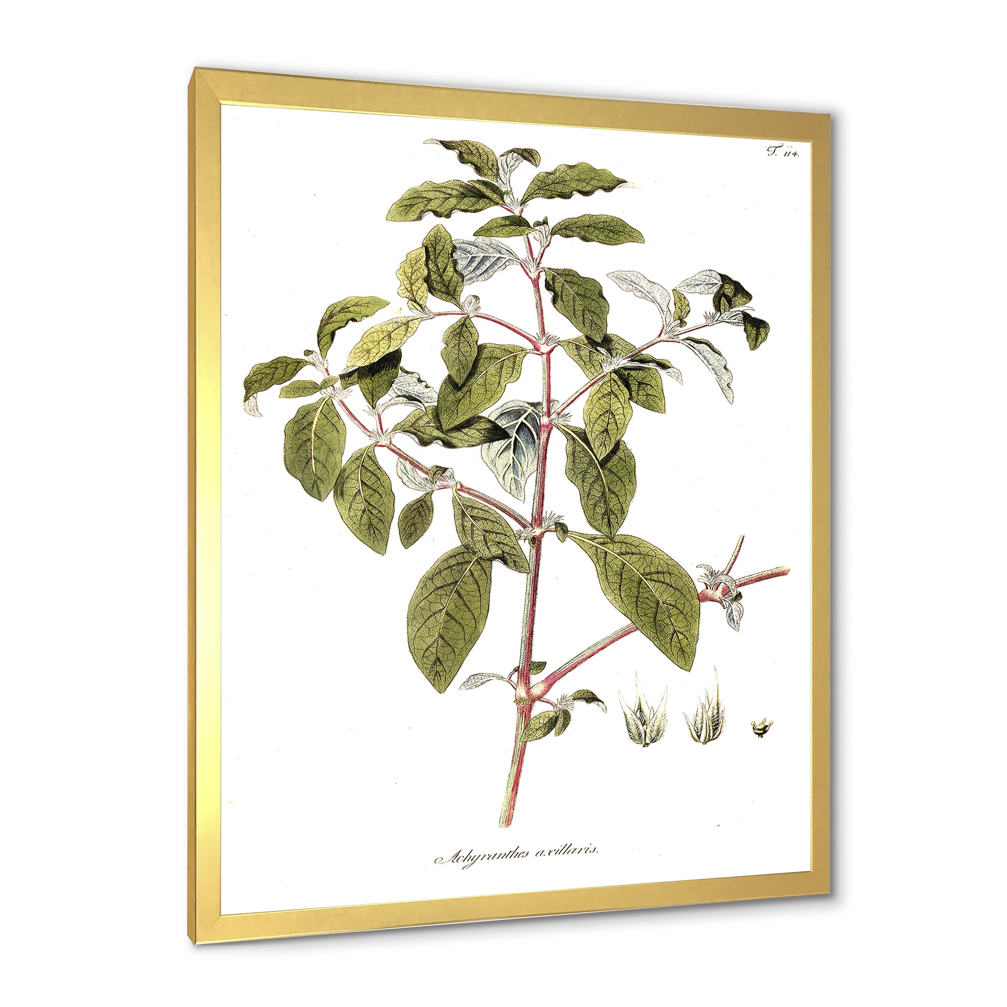Designart 'Ancient American Flora IV' Traditional Framed Art Print