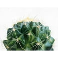 thumbnail image 2 of Urban Road 18x15 Black Ornate Wood Framed with Double Matting Museum Art Print Titled - Cacti, 2 of 4