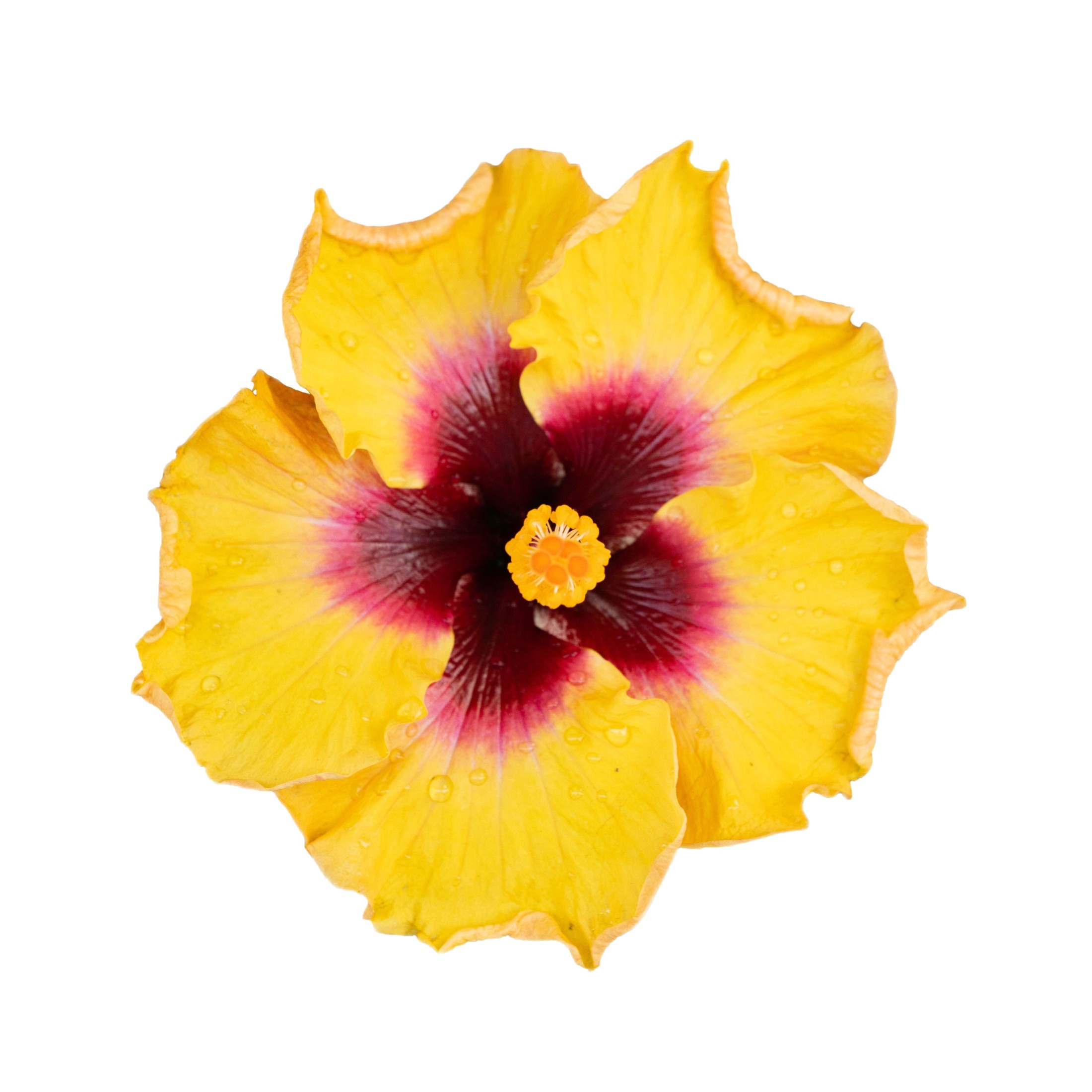 Proven Winners ColorChoice 6" Yellow Hollywood Hibiscus Rico Suave Tropical Hibiscus Live Plant in 7.5" Pot