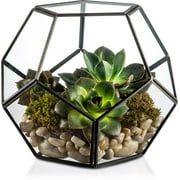 Kook Geometric Glass Terrarium, For Succulents and Air Plants, Black
