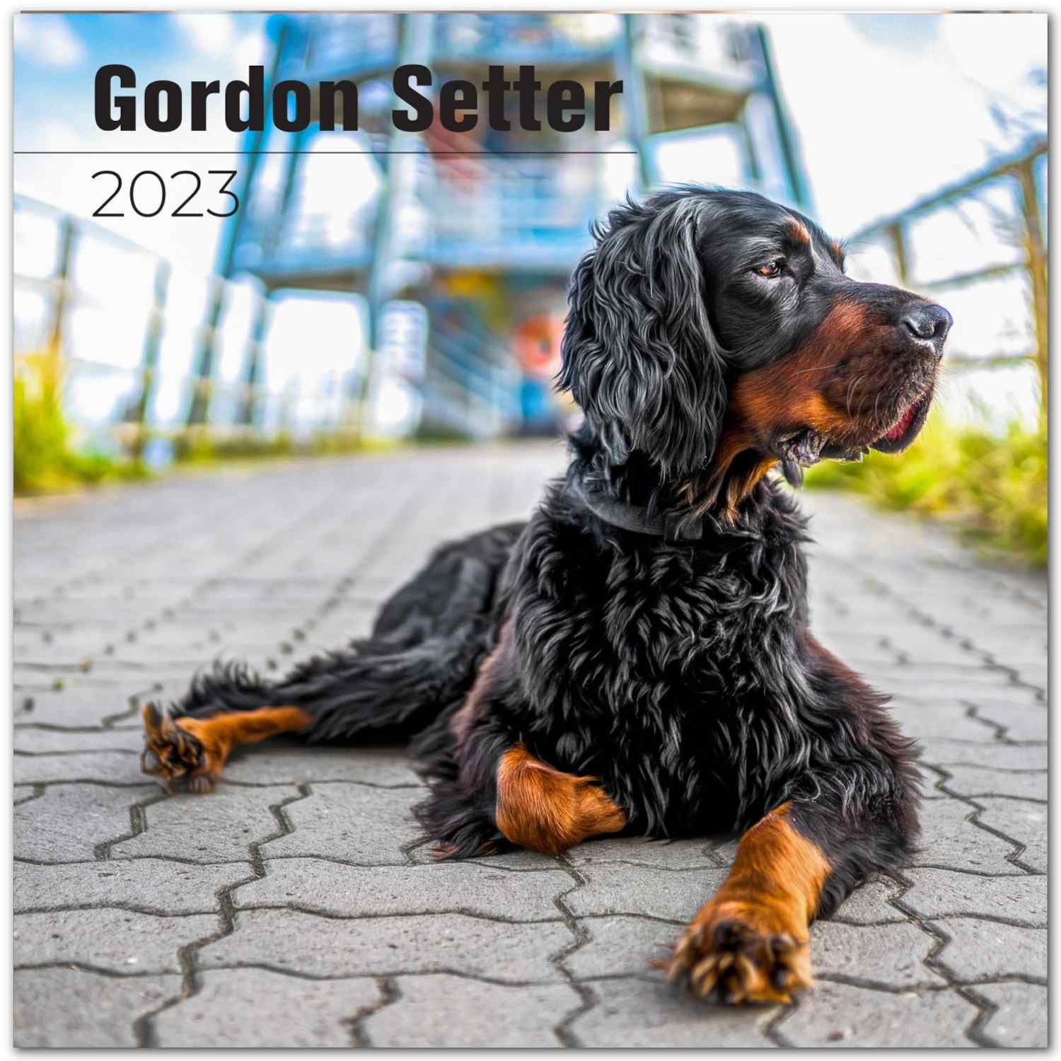2022 2023 Gordon Setter Calendar Dog Breed Monthly Wall Calendar 12
