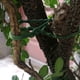 thumbnail image 5 of Correas de encuadernación de enredadera Green Tree Vine 30 Pack | Lazos de plantas multiusos para jardín, sujetadores de plástico hortícolas, diseño de espina de pescado duradero, estantes seguros, 5 of 8
